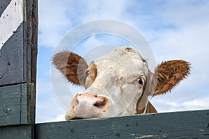 One nosy cow looks squint-eyed over the edge of a wooden fence