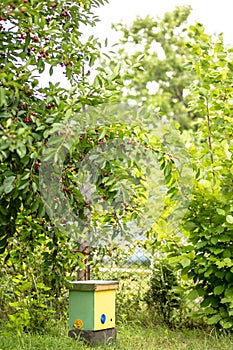 one nucleus hive in garden on green grass. Beekeeping and queenbee-breeding for artificial insemination.