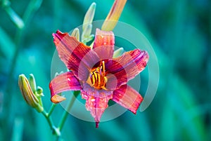 One of the numerous species of Lilly flower, or Lillium, close-up. Small water drops of dew lie on leaves and petals. Selective