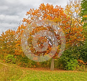 one oak tree, Quercus, in Fall color foliage