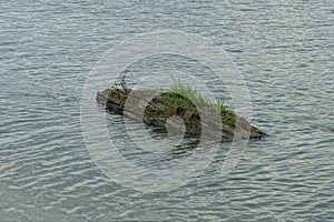 One old gray log of a lake in green grass lies in the water