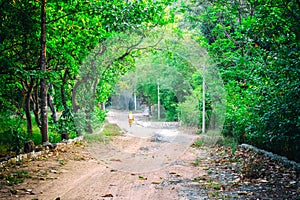 One old monk walks in the forest