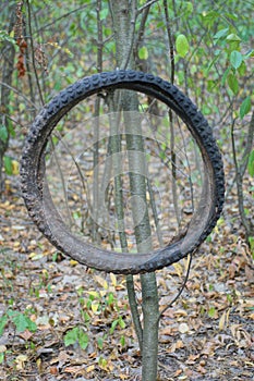 one old round black bicycle tire hanging on a tree branch