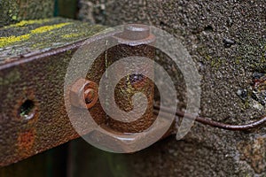 One old wet brown iron rusty door hinge on a wooden door