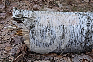 one old white fallen birch tree lies on the gray ground