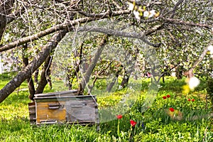 One old wooden beehive in a cherry orchard during the flowering period and the collection of spring honey and pollen