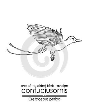One of the oldest birds on Earth Confuciusornis