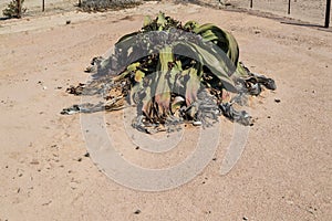 One of the Oldest Welwitschia mirahilis plants in the World