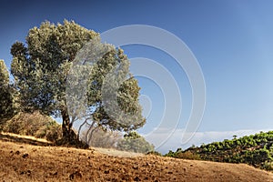 One olive tree in the field