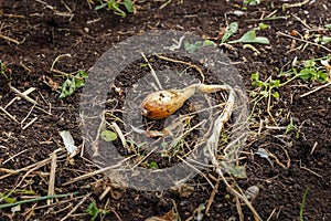 One onion lying on the ground.