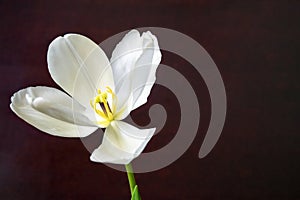 One open blooming white tulip on dark brown background. Close-up of spring flower. Copy space.