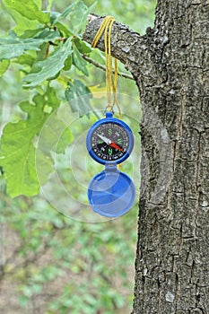 one open blue plastic compass hangs on a yellow cord on a gray branch of an oak tree