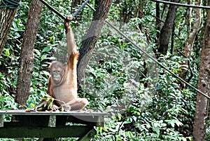 One of the Orang Utan in Rasa Ria Resort, Tuaran, Sabah.