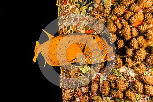 One orange Boxfish swimming in the Red Sea, Eilat Israel