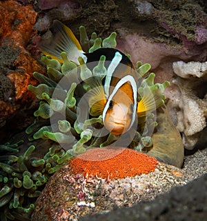 One orange clownfish looking at the camera guarding its eggs, hiding in an anemone