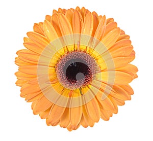 One orange flower