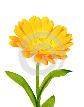 One orange flower of calendula