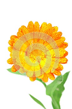One orange flower of calendula