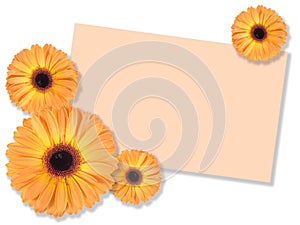 One orange flower with message-card