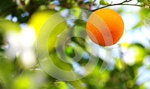 one orange fruit hanging