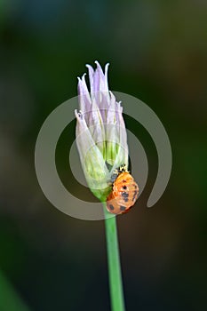 Larva of a ladybird on a chives blossom