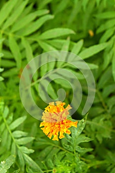 One Orange Marigold Flower among Green Leaves - Natural Botany Background - Tagetes Erecta