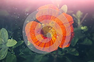 One orange nasturtium flower under glass with water drops. Abstract nature background. Floral pattern. Flat lay composition for