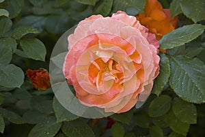 One orange rose close-up