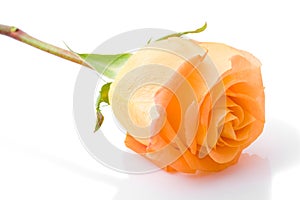 One orange rose flower closeup