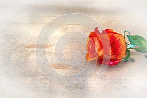 One orange rose on a wooden background