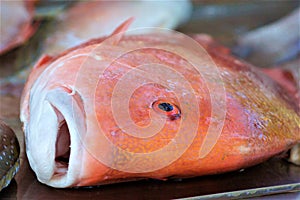 One Orange Roughy Fish