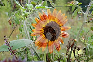 One orange sunflower on autumn