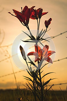 One orange tiger lily at sunset