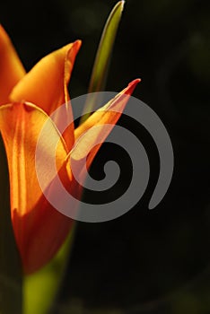 one orange tulip, macro flower spring flower, dark background, sunlight,