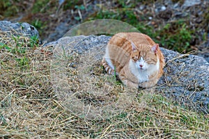 One Orange and White Tabby Cat Resting Outdoors