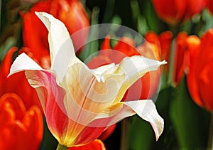 One orange and white tulip in Spring sunshine