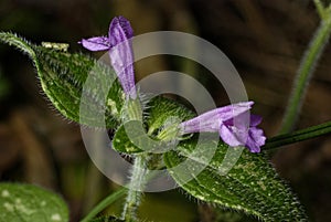 One of the orchids in the Pyrenees.