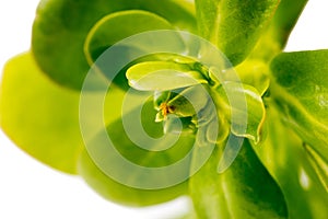 One Organic healthy Green Purslane closse up