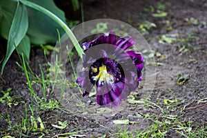 One overblown violet multi-petalled tulip grows on a flower bed.Gatchina Park, flower hill