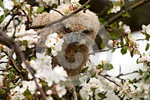 One owl chick eagle owl sits in a tree full of white blossoms. Closeup of a six week old bird with orange eyes