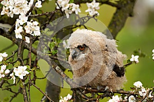 One owl chick eagle owl sits in a tree full of white blossoms. Closeup of a six week old bird with orange eyes