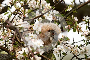 One owl chick eagle owl sits in a tree full of white blossoms. Closeup of a six week old bird with orange eyes