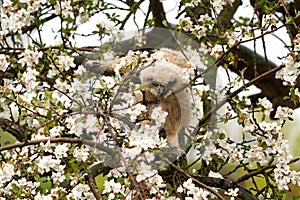 One owl chick eagle owl sits in a tree full of white blossoms. Closeup of a six week old bird with orange eyes