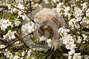 One owl chick eagle owl sits in a tree full of white blossoms. Closeup of a six week old bird with orange eyes