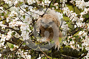 One owl chick eagle owl sits in a tree full of white blossoms. Closeup of a six week old bird with orange eyes