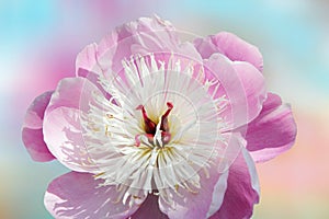 One paeony flower and soft pastel background