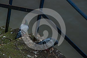 One pair of pigeons sitting in a stone staircase