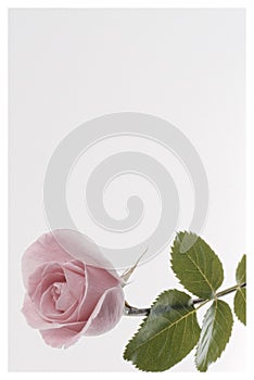 One pale pink rose blossom isolated on grey background