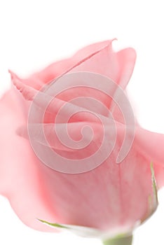 One pale pink rose flower blossom closeup and soft focus isolated on white background