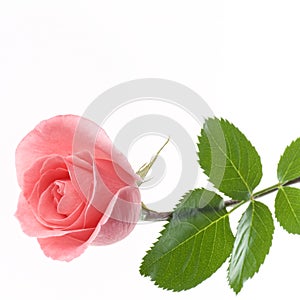 One pale pink rose flower blossom isolated on white background